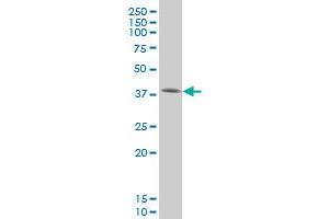 SMAD3 monoclonal antibody (M20), clone 4F9 Western Blot analysis of SMAD3 expression in HeLa . (SMAD3 anticorps  (AA 147-270))