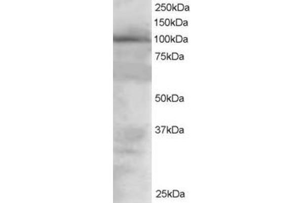 VAV2 anticorps  (Internal Region)