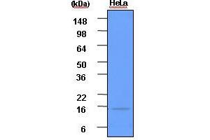 Western Blotting (WB) image for anti-ISG15 Ubiquitin-Like Modifier (ISG15) (AA 1-157), (N-Term) antibody (ABIN317538) (ISG15 anticorps  (N-Term))