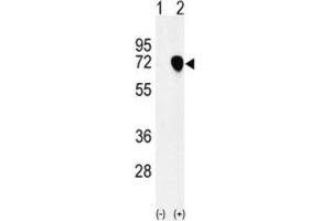 Western Blotting (WB) image for anti-Nuclear Autoantigenic Sperm Protein (Histone-Binding) (NASP) antibody (ABIN3002165) (NASP anticorps)