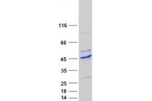 C20orf4 Protein (Myc-DYKDDDDK Tag)