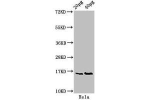 Western Blot Positive WB detected in: Hela whole cell lysate All lanes: HIST1H3A antibody at 0. (HIST1H3A anticorps  (pSer10))