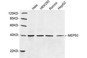 Western blot analysis of cell lysates using 1 µg/mL Rabbit Anti-MEP50 Polyclonal Antibody (ABIN398851) The signal was developed with IRDyeTM 800 Conjugated Goat Anti-Rabbit IgG. (WDR77 anticorps  (C-Term))