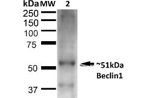 Western blot analysis of Rat Liver showing detection of ~51 kDa Beclin 1 protein using Rabbit Anti-Beclin 1 Polyclonal Antibody (ABIN2868749). (Beclin 1 anticorps  (APC))
