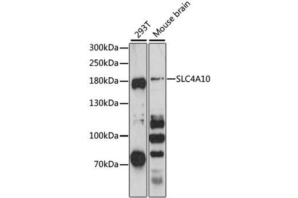 SLC4A10 anticorps
