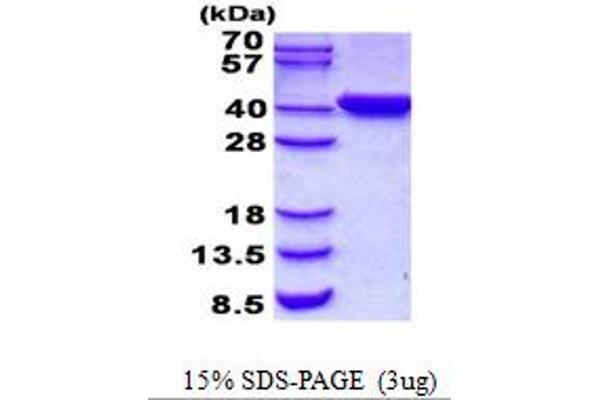 C2orf60 Protein (His tag)