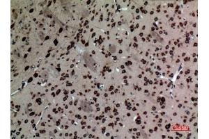 Immunohistochemical analysis of paraffin-embedded Mouse-brain, antibody was diluted at 1:100. (NR1H3 anticorps  (Internal Region))