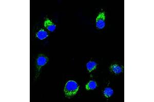 Confocal Immunofluorescent analysis of Ramos cells using CF488-labeled Lambda Light Chain Monoclonal Antibody (HP6054) (Green). (IgL anticorps  (CF®488A))
