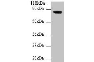 Western blot All lanes: Wdpcp antibody at 2 μg/mL + Mouse brain tissue Secondary Goat polyclonal to rabbit IgG at 1/10000 dilution Predicted band size: 82, 73 kDa Observed band size: 82 kDa (WDPCP anticorps  (AA 1-722))