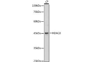 Western blot analysis of extracts of C6 cells, using HD antibody (ABIN6128014, ABIN6141689, ABIN6141690 and ABIN7101785) at 1:1000 dilution. (HDAC8 anticorps  (AA 1-377))