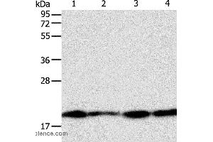 Western blot analysis of Lncap, SKOV3, MCF7 and 293T cell, using DIABLO Polyclonal Antibody at dilution of 1:800 (DIABLO anticorps)