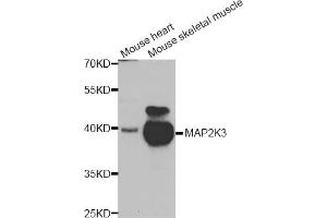 Western blot analysis of extracts of various cell lines, using MAP2K3 antibody (ABIN5975625) at 1/1000 dilution. (MAP2K3 anticorps)