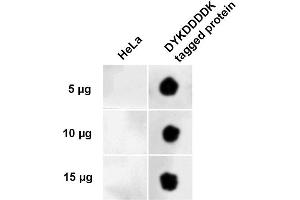 Dot Blot analysis using Rabbit Anti-DYKDDDDK Tag Polyclonal Antibody (ABIN5651031). (DYKDDDDK Tag anticorps  (Atto 594))