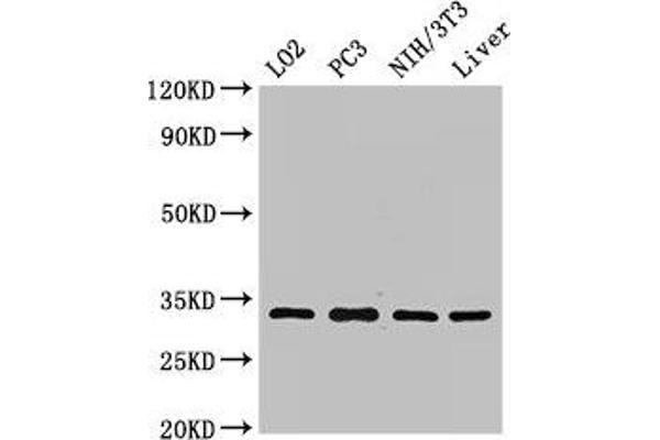 SIX Homeobox 1 anticorps  (AA 144-262)