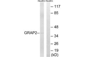 Western Blotting (WB) image for anti-GRB2-Related Adaptor Protein 2 (GRAP2) (Internal Region) antibody (ABIN1851379) (GRAP2 anticorps  (Internal Region))