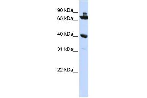 C7ORF31 antibody used at 1 ug/ml to detect target protein. (C7orf31 anticorps  (N-Term))