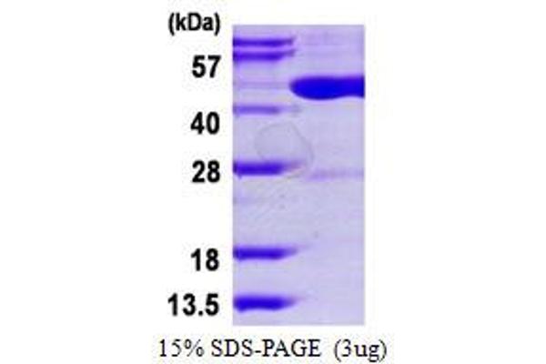 Dnmt2 Protein (His tag)