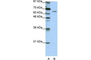 Western Blotting (WB) image for anti-Staufen Double-Stranded RNA Binding Protein 1 (STAU1) antibody (ABIN2462172) (STAU1/Staufen anticorps)