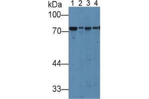 Rabbit Detection antibody from the kit in WB with Positive Control:  Sample Lane1: Rat Liver Tissue; Lane2: Rat Lung Tissue; Lane3: Rat Placenta Tissue; Lane4: Rat Serum. (Hemopexin Kit ELISA)