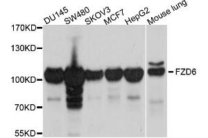 Western blot analysis of extracts of various cell lines, using FZD6 antibody (ABIN5997760) at 1/1000 dilution. (FZD6 anticorps)
