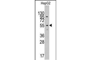 Western blot analysis of anti-LAP3Pab in HepG2 cell line lysates (35ug/lane) (LAP3 anticorps  (N-Term))