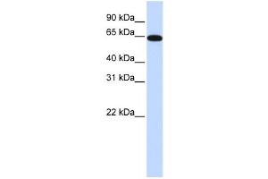 Western Blotting (WB) image for anti-Nuclear Receptor Subfamily 2, Group C, Member 2 (NR2C2) antibody (ABIN2458308) (TR4 anticorps)