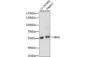 Western blot analysis of extracts of various cell lines, using SIM2 antibody (ABIN7270320) at 1:1000 dilution. (SIM2 anticorps  (AA 342-525))