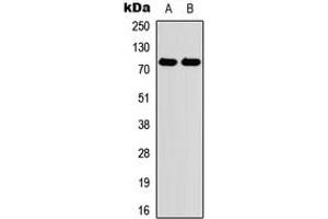 Western blot analysis of Myeloperoxidase expression in HEK293T (A), Raw264. (Myeloperoxidase anticorps  (N-Term))