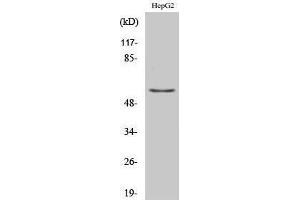 Western Blotting (WB) image for anti-TH (Tyr1604) antibody (ABIN3177707) (TH anticorps  (Tyr1604))