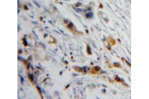 Used in DAB staining on fromalin fixed paraffin-embedded Pancreas tissue (PIP anticorps  (AA 1-146))