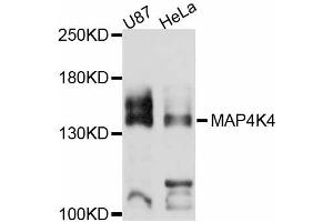 Western blot analysis of extracts of various cell lines, using MAP4K4 antibody (ABIN5998178) at 1:3000 dilution. (MAP4K4 anticorps)