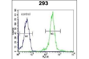LOC552889 Antibody (Center) (ABIN654014 and ABIN2843940) flow cytometric analysis of 293 cells (right histogram) compared to a negative control cell (left histogram). (ATXN7L3B anticorps  (AA 32-62))