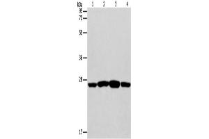 Western Blotting (WB) image for anti-Caspase 14, Apoptosis-Related Cysteine Peptidase (CASP14) antibody (ABIN2421004) (CASP14 anticorps)