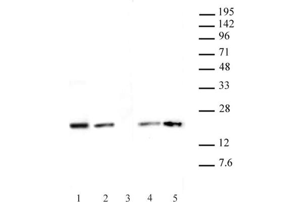 Histone H3.1 anticorps  (AA 21-39)