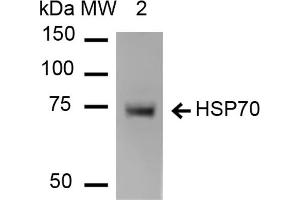 Western Blot analysis of Human Heat shocked HeLa cell lysates showing detection of HSP70 protein using Mouse Anti-HSP70 Monoclonal Antibody, Clone 1H11 . (HSP70 anticorps  (Atto 390))