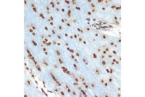 Immunohistochemistry of paraffin-embedded rat brain using Histone H2B Rabbit mAb (ABIN7267736) at dilution of 1:100 (40x lens). (HIST1H2BK anticorps)