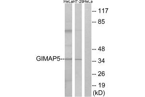 Western blot analysis of extracts from HeLa cells and HT-29 cells, using GIMAP5 antibody. (GIMAP5 anticorps  (C-Term))
