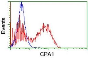 Image no. 2 for anti-Carboxypeptidase A1 (Pancreatic) (CPA1) antibody (ABIN1497593) (CPA1 anticorps)