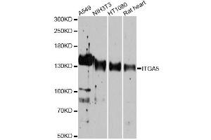 Western blot analysis of extracts of various cell lines, using ITGA5 antibody (ABIN5975405) at 1/1000 dilution. (ITGA5 anticorps)