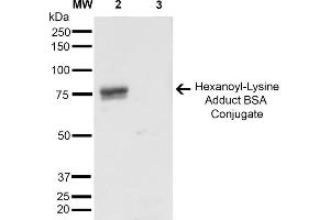 Western Blot analysis of Hexanoyl Lysine-BSA Conjugate showing detection of 67 kDa Hexanoyl-Lysine adduct-BSA using Mouse Anti-Hexanoyl-Lysine adduct Monoclonal Antibody, Clone 5D9 . (Hexanoyl-Lysine Adduct (HEL) anticorps (PerCP))