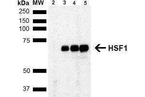 Western Blot analysis of Human Breast adenocarcinoma cell line (MCF7) showing detection of ~65 kDa HSF1 protein using Rat Anti-HSF1 Monoclonal Antibody, Clone 4B4 (ABIN1741569). (HSF1 anticorps  (AA 425-439) (FITC))