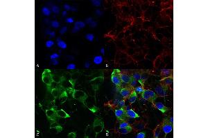 Immunocytochemistry/Immunofluorescence analysis using Mouse Anti-Slo2. (KCNT1 anticorps  (AA 1168-1237) (PerCP))