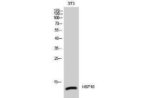 Western Blotting (WB) image for anti-Heat Shock 10kDa Protein 1 (Chaperonin 10) (HSPE1) (Internal Region) antibody (ABIN3175563) (HSPE1 anticorps  (Internal Region))