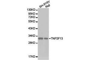 Western Blotting (WB) image for anti-Tumor Necrosis Factor (Ligand) Superfamily, Member 13 (TNFSF13) antibody (ABIN1875143) (TNFSF13 anticorps)