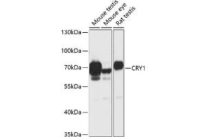 Western blot analysis of extracts of various cell lines, using CRY1 antibody (ABIN6130203, ABIN6139061, ABIN6139064 and ABIN6217742) at 1:1000 dilution. (CRY1 anticorps  (AA 1-255))