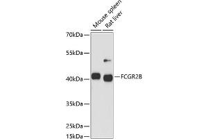 Western blot analysis of extracts of various cell lines, using FCGR2B antibody (ABIN6131548, ABIN6140541, ABIN6140543 and ABIN6216224) at 1:1000 dilution. (FCGR2B anticorps)