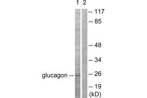 Western blot analysis of extracts from COS7 cells, using Glucagon antibody (ABIN5976409). (Glucagon anticorps  (Internal Region))