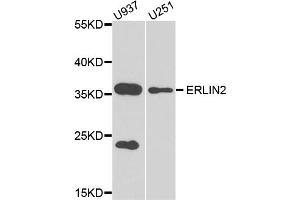 Western blot analysis of extracts of various cell lines, using ERLIN2 antibody (ABIN5974552) at 1/1000 dilution. (ERLIN2 anticorps)