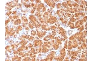 IHC testing of FFPE human pancreas with Clathrin Light Chain antibody (clone CLC/1421). (CLTA/CLTB anticorps  (N-Term))