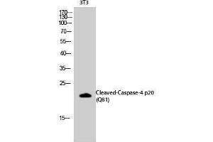 Western Blotting (WB) image for anti-Caspase 4 p20 (cleaved), (Gln81) antibody (ABIN3172749) (Caspase 4 p20 (cleaved), (Gln81) anticorps)